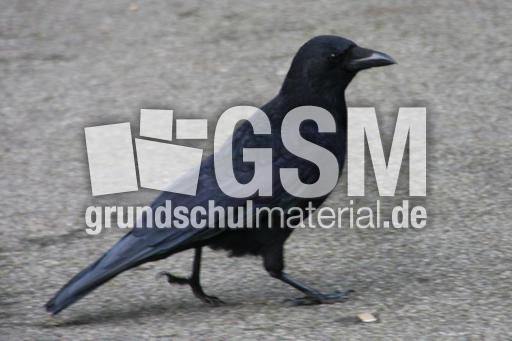 Rabe-23-10-09 021.jpg